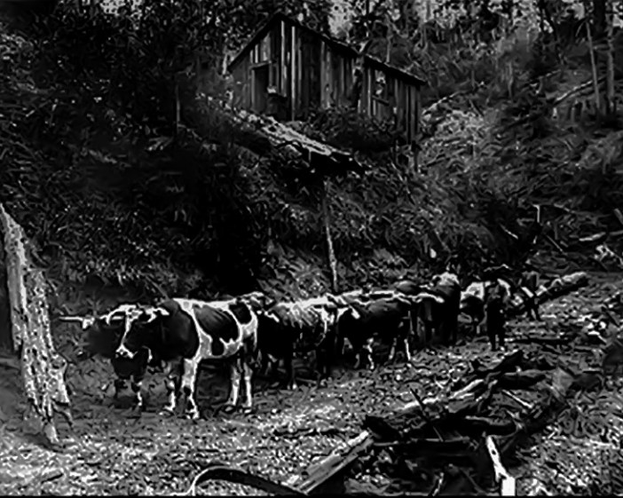 oxen-redwood-city-1850-1