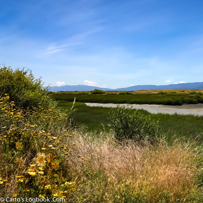 COx-Baylands-Cox-Bayland-IMG_3891-comp