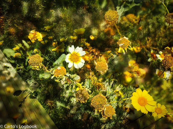 COx-GoingToSeed-IMG_3894_3890-comp
